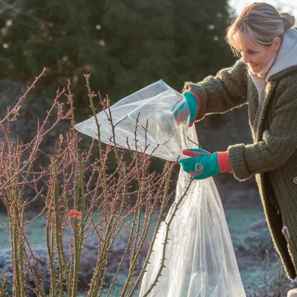 Снятие укрытий с роз весной